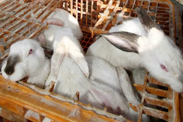 Trăia cu 69 de iepuri într-o garsonieră