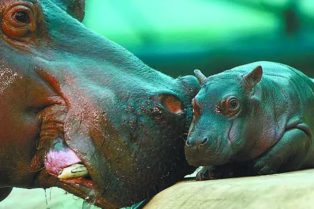 Un pui de hipopotam, noua vedetă la Berlin