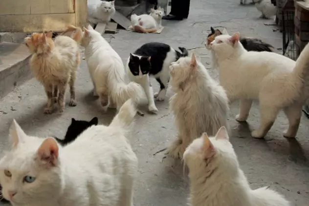 Locuia cu 50 de pisici într-o aşa mizerie, că nici puricii nu supravieţuiau