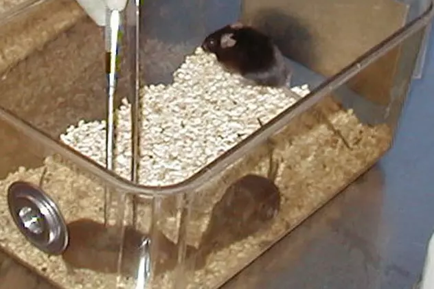 Ruşii mulg şoareci pentru a hrăni bebeluşii 