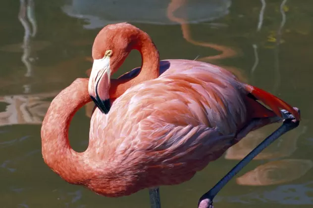 De ce stau păsările flamingo într-un picior?