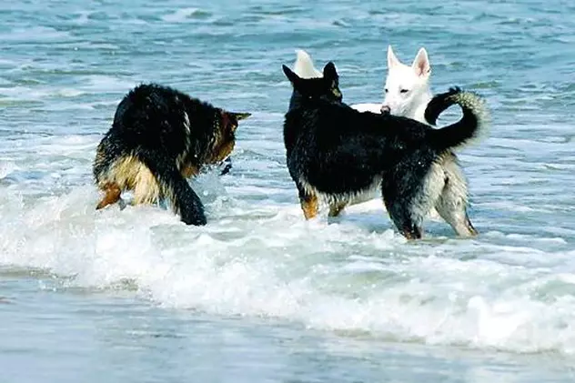 La Sulina, câinii beau apă din mare