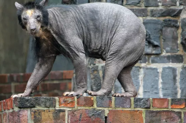 Hidos! Urs fără păr, atracţia unei grădini zoologice din Germania