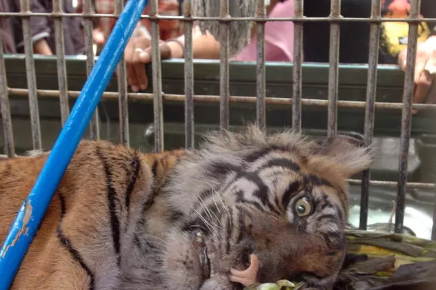 A mâncat ultimul tigru de Indochina şi va face 12 ani închisoare