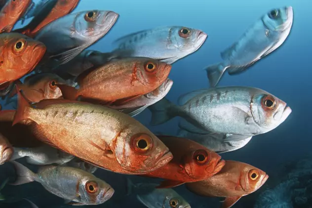 Japonezii au creat peştele transparent