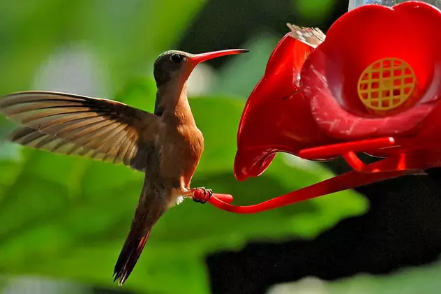 Un japonez a inventat "robotul-colibri"