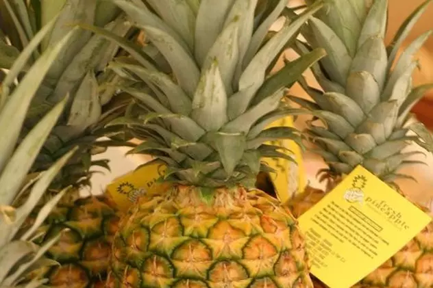 Au ascuns 900 de kilograme de cocaină în ananas