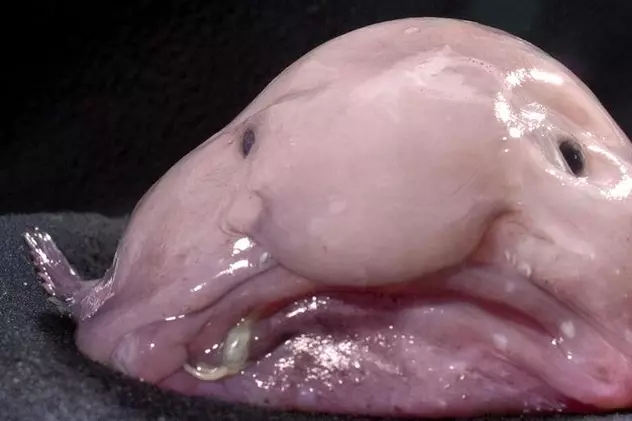Blobfish, cea mai urâtă creatură de pe planetă, pe cale de dispariţie