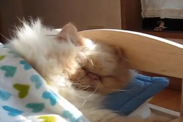 Cine doarme în pătuţ? O pisică aristocrată / Video