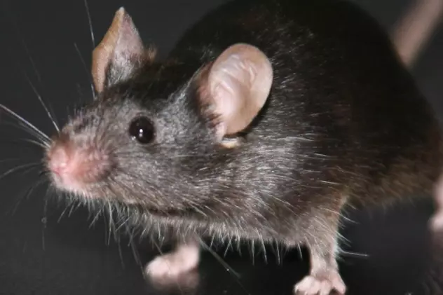 I-a introdus în casă 19 şoareci fostei soţii şi a băgat-o în spital