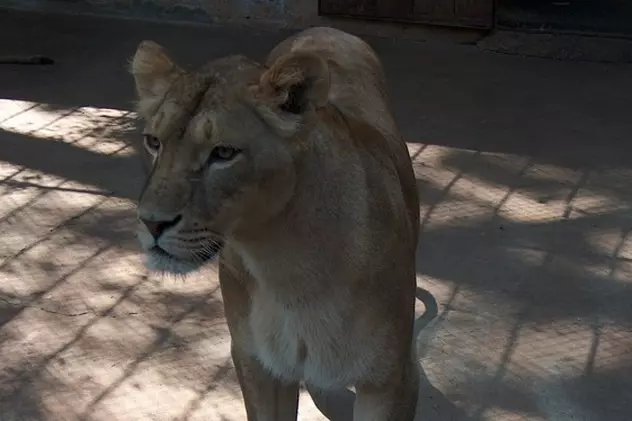Leii de la Zoo Oradea au ajuns în Anglia