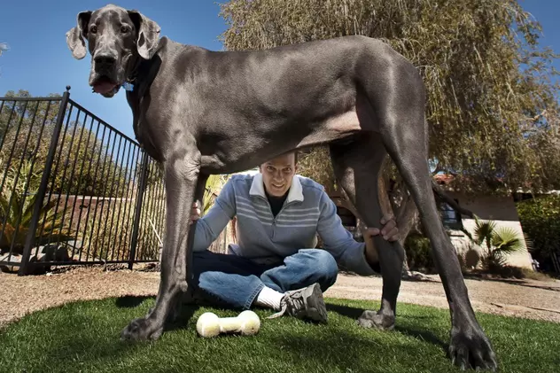 El e cel mai înalt câine din lume