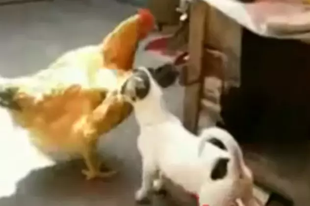 Video / Un căţel a violat o găină!