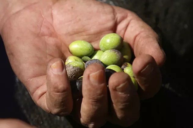 Români arestaţi în Spania după ce au furat 1.745 kg de măsline