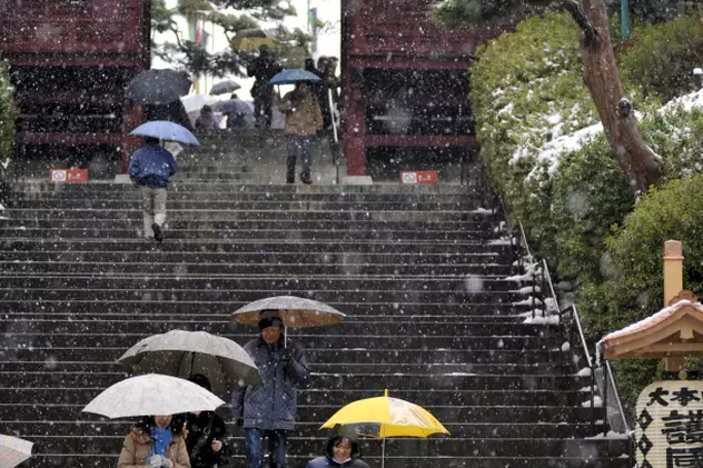 La Tokyo a nins în plină primăvară 