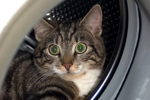 O pisică a fost băgată în maşina de spălat timp de 30 de minute
