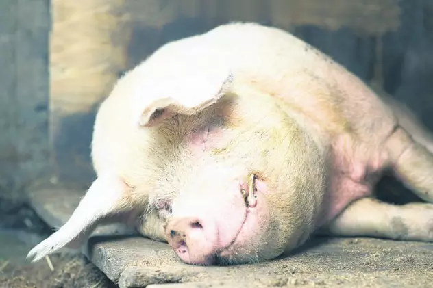 În stare gravă la spital, după ce a fost muşcat de porcul pe care vroia să-l taie