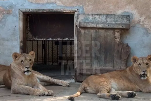 Puii leilor transportaţi de la Oradea în Anglia au murit