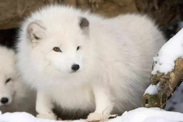 Vulpile polare, în pericol de dispariţie