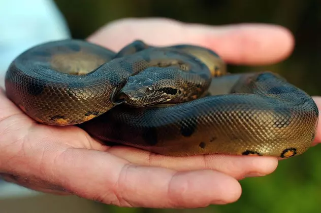 O femeie din Constanţa a găsit un şarpe în coşul de rufe