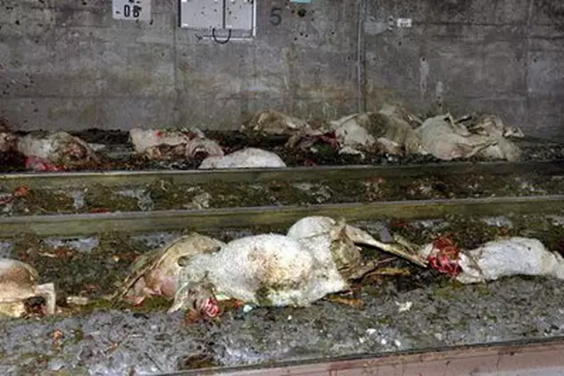 50 de oi au fost ucise de un tren intercity, iar un cioban a fost grav rănit