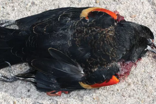 Video | Autorităţile SUA: 'Miile de păsări din orăşelul Beebe au murit de frică'
