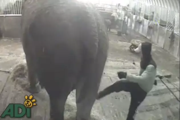 Video șocant! Cel mai bătrân elefant din Europa, torturat de un român