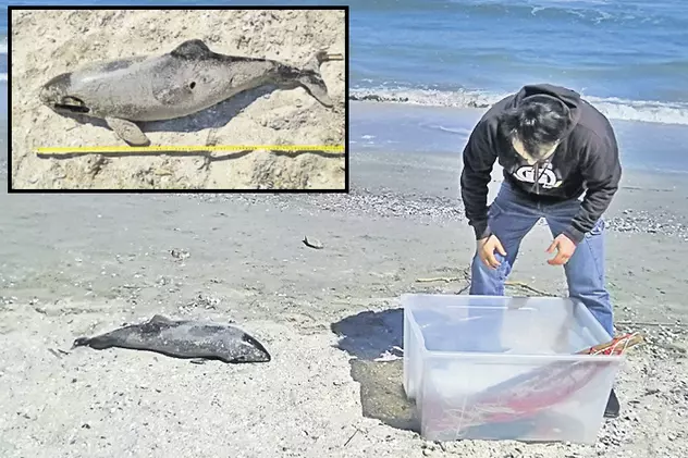 Încă un delfin eşuat pe plajă