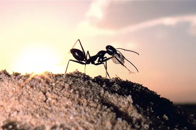 Au descoperit furnici 'zombie', controlate de fungi care le infectează creierii