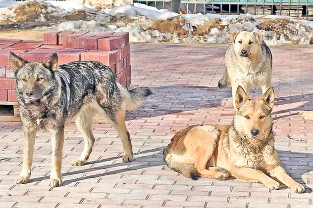 Protest la Cotroceni în urma adoptării legii câinilor comunitari