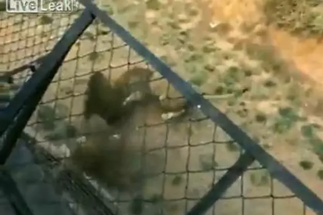 Video | Un vizitator a hrănit leii de la Zoo cu o găină vie