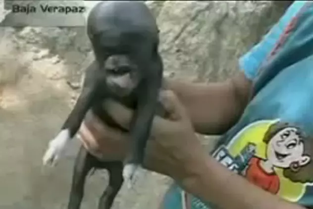 Video șocant! | Porc cu cap de om născut în Guatemala
