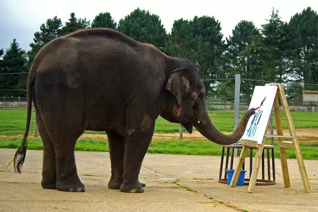 Foto | Expoziţie de tablouri pictate de un...elefant