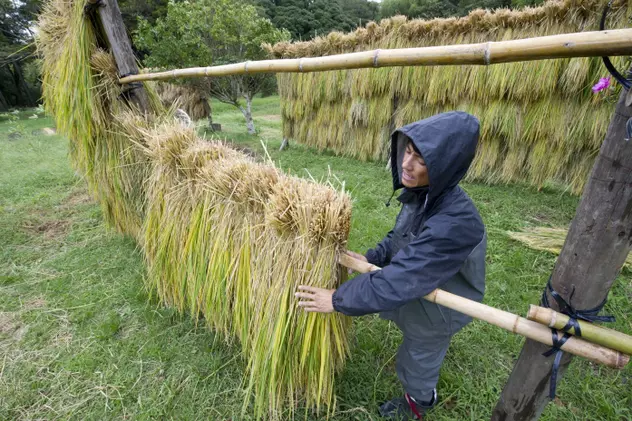 Au descoperit orez contaminat cu cesiu radioactiv în Japonia