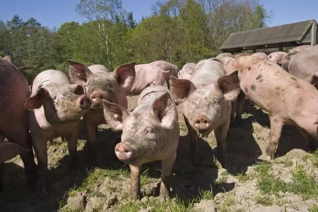 Crescătorii de porci ar putea primi de la stat, până la 15.000 de euro pe an pe fermă