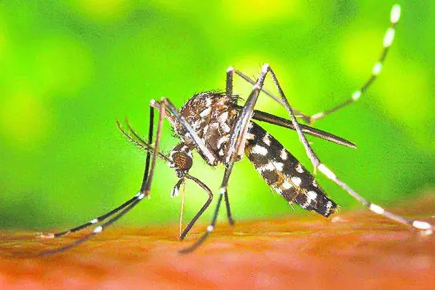 Primăria Capitalei extermină ţânţarii din elicopter