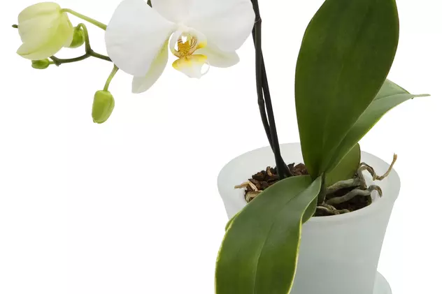 Cum se întreţine o orhidee