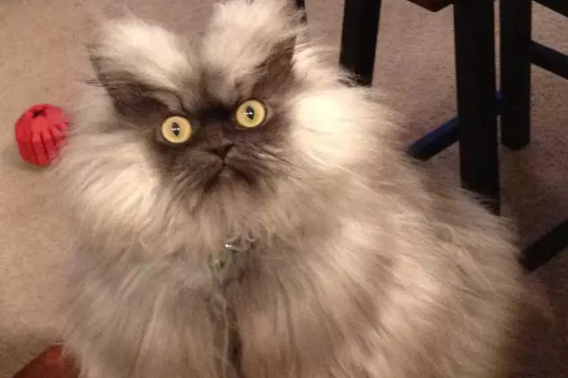 Mâţa care A ÎNGROZIT Facebook-ul! Asta e CEA MAI REA pisică de pe internet! | FOTO 