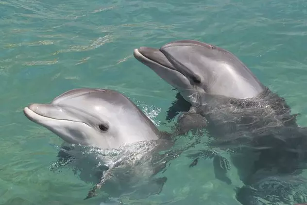 14 delfini au eșuat în luna septembrie pe plajele românești