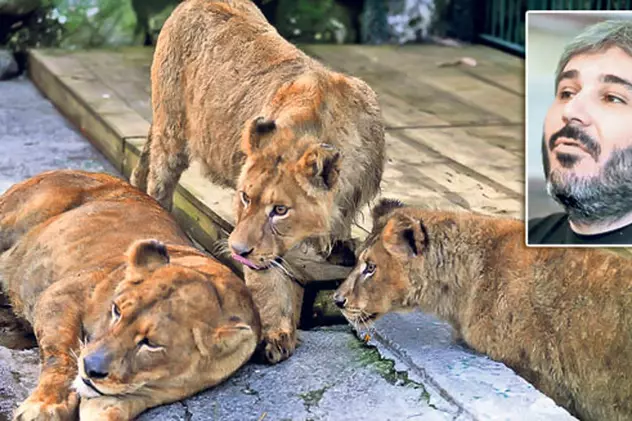 Sile vrea afară ca să își vadă leii | Temutul interlop i s-a plâns avocatului că îi e dor de animale