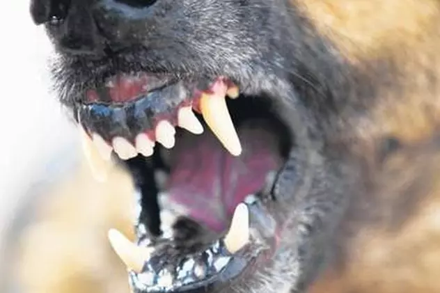 Propunerea-şoc a unui consilier local: "Să li se scoată dinţii câinilor!"