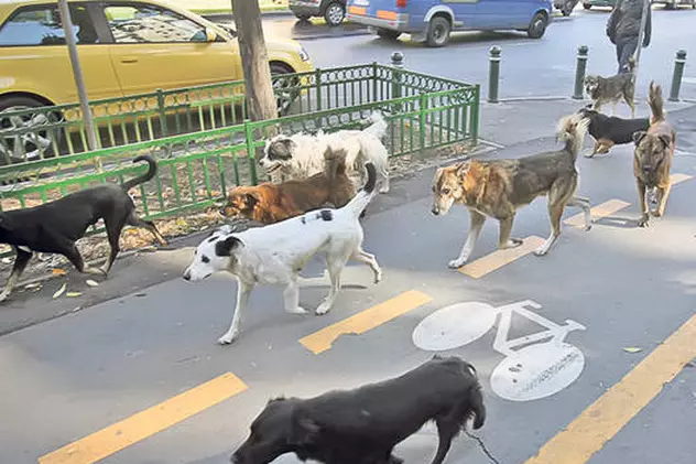 Avocaţii sar în apărarea câinilor fără stăpân! Vezi ce îi cer juriştii preşedintelui Traian Băsescu