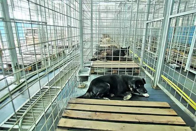 Adopţiile din adăpostul de câini de la Mihăileşti au fost suspendate de procurori 
