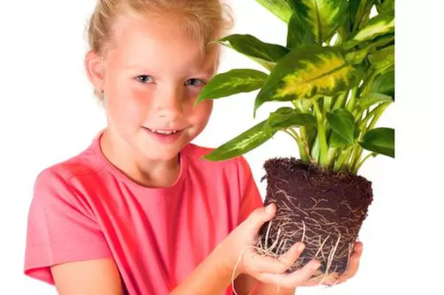 Şocant: Top 4 plante din casa ta care te pot ucide