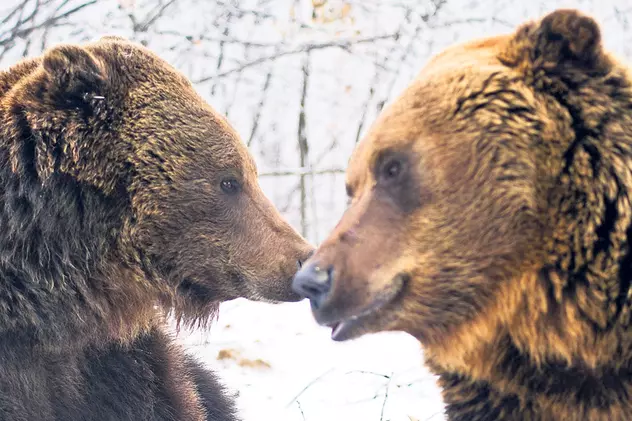 Intrare liberă în rezervația de urși de la Zărnești cu ocazia Zilei Mondiale a Animalelor Sălbatice