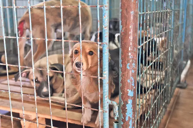 O asociație din Arad susține că s-a oferit să sterilizeze gratuit câini oferind şi bani, dar oamenii s-au opus