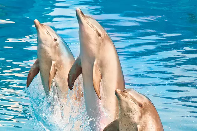 Parlamentarii propun legi trăsnite! Delfinii persoane non-umane