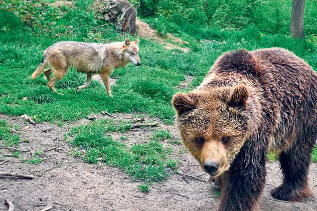 Cel mai bătrân urs de la rezervaţia din Zărneşti se bucură de viaţă la 42 de ani