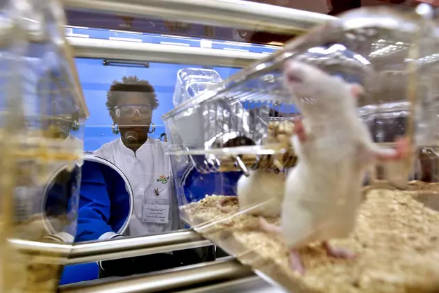 Oamenii de știință au implantat unor șoareci celule cerebrale umane și au ieșit "SUPERȘOARECI"
