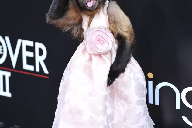 Maimuța Crystal a câștigat Oscarul pentru animale